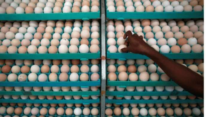 Eating eggs as part of an overall nutrient-rich eating plan can support overall health | Reuters file photo