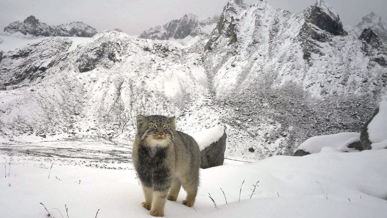 Proof that elusive wild cats still prowl high Himalayas—Pallas’ Cat photographed 1st time in Arunachal