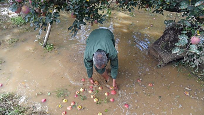 Kashmir apples damaged