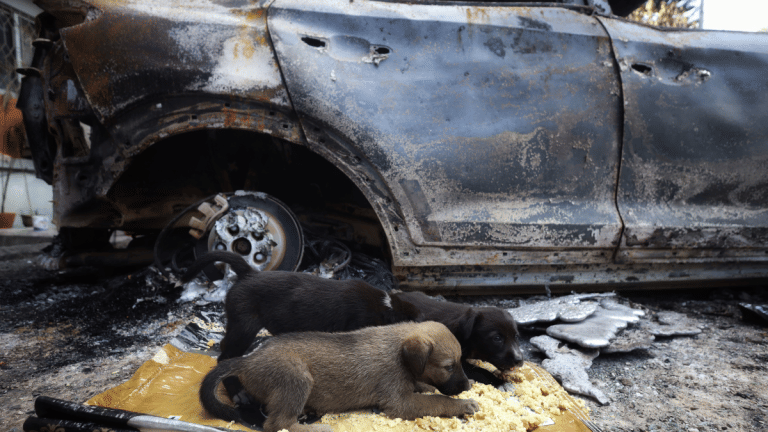 Hiding under torched vehicles, waiting for hands that feed—impact of violence on Nepal’s stray dogs