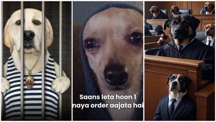 UP dog rule memes