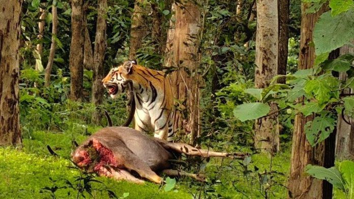 A tiger spotted with its kill in the Pench Tiger Reserve, Madhya Pradesh| special arrangement