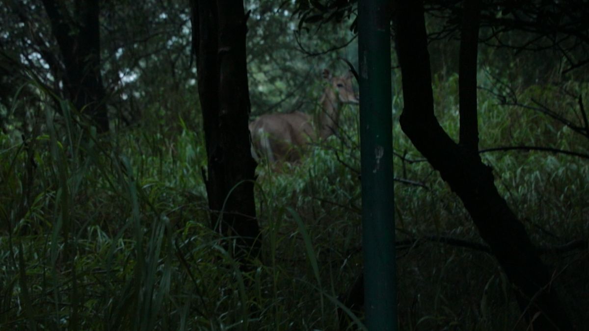 A nilgai at Yamuna Biodiversity Park, which was once a barren land. | Mohammad Hammad | ThePrint