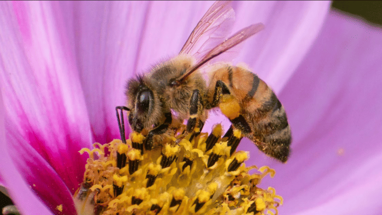 Ukraine to Iran, a deadly honeybee parasite is on the rise. Old treatments won’t work