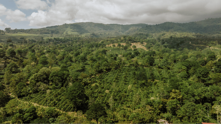 Global food industry should embrace regenerative agriculture. Here is why