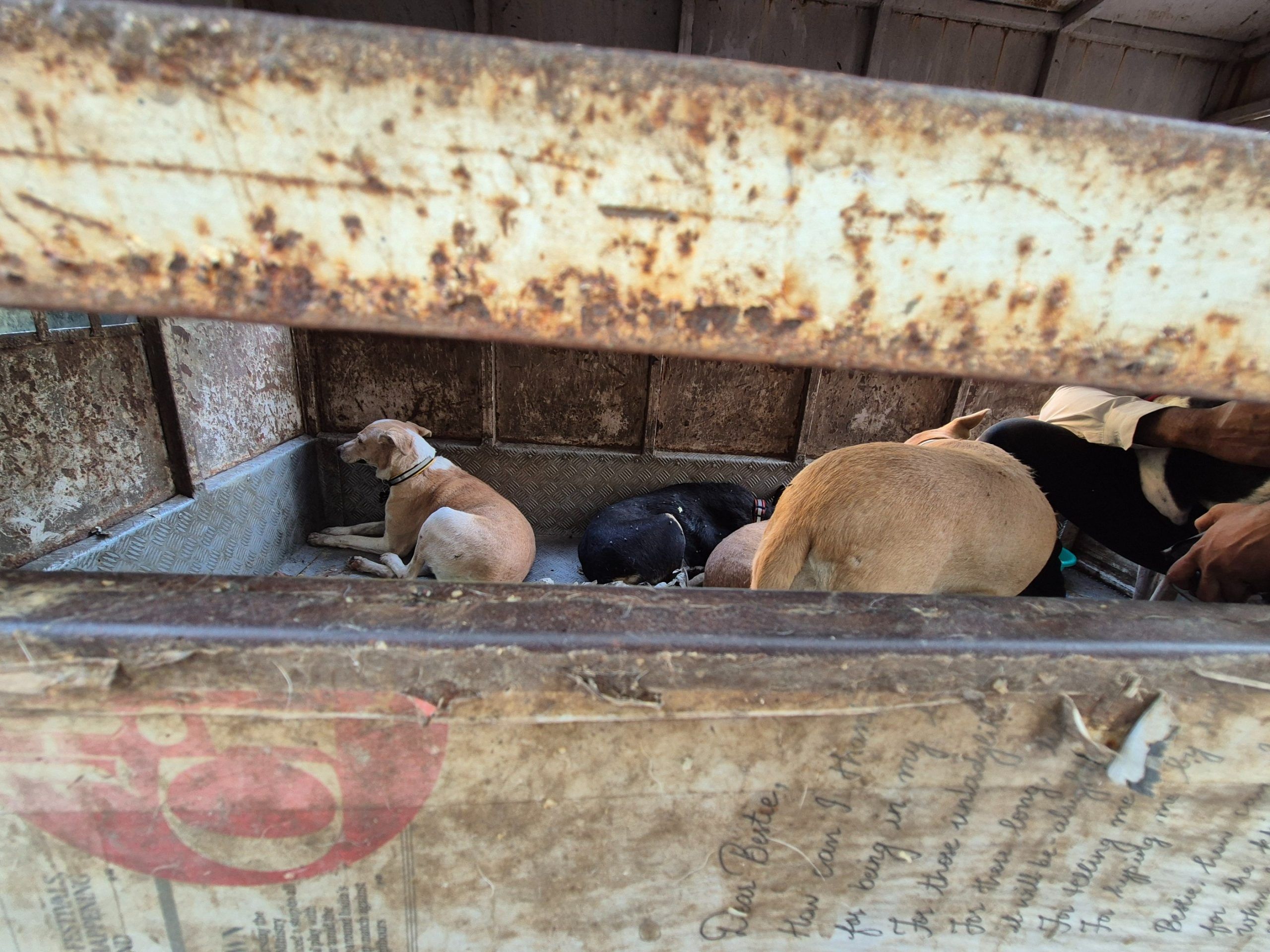 Stray dogs locked up in the Animal India Trust van | Tejas Bhatotia | ThePrint