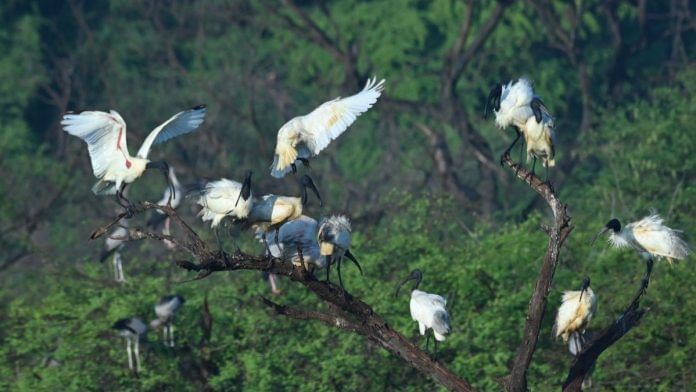 The Black-headed Ibis is a keystone species in Kollukudipatti. | By special arrangement