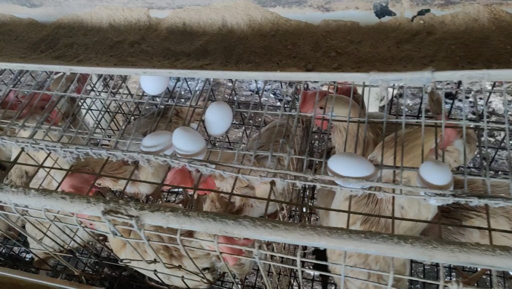 Herbal eggs 