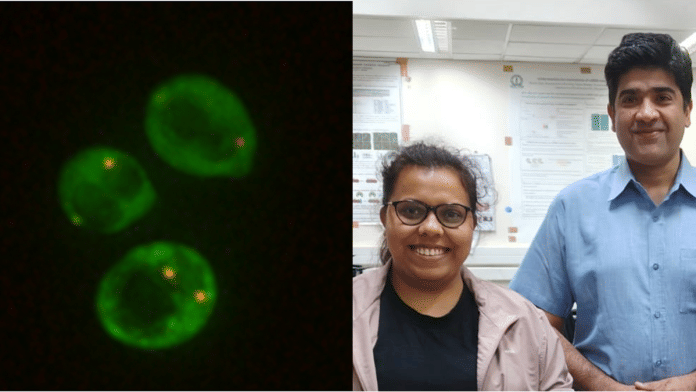 Assembly of cytoplasmic RNP condensates (yellow dots) in yeast cells exposed to Mars-like stress conditions; researchers Riya Dhage and Purusharth Rajyaguru | Photos by Riya Dhage & Swati Lamba Assembly of cytoplasmic RNP condensates (yellow dots) in yeast cells exposed to Mars-like stress conditions; researchers Riya Dhage and Purusharth Rajyaguru | Photos by Riya Dhage & Swati Lamba