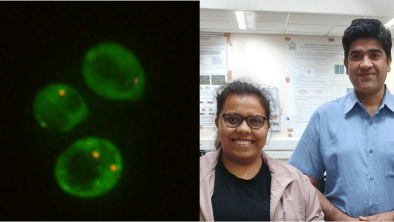 Survival of the fittest…on Mars? Study finds baker’s yeast can withstand harsh Martian environment