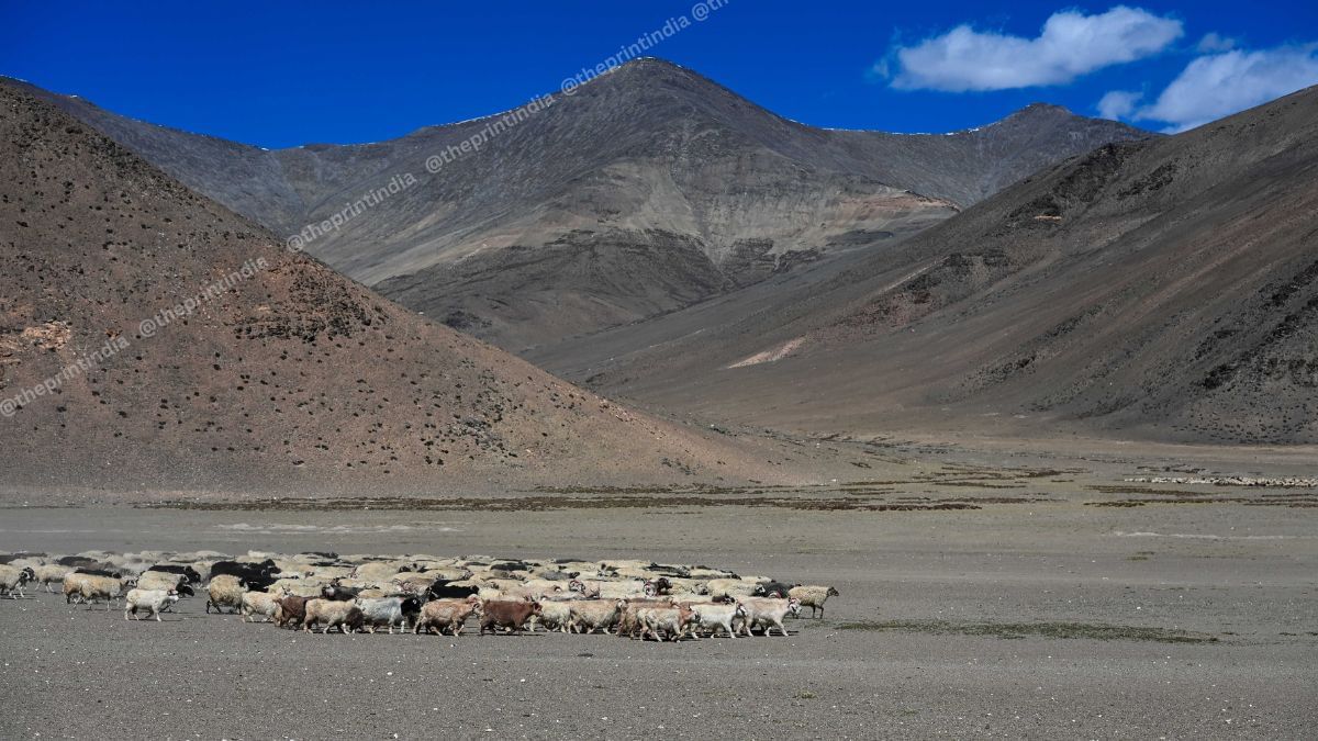 A herd of Pashmina goats | Suraj Singh Bisht | ThePrint