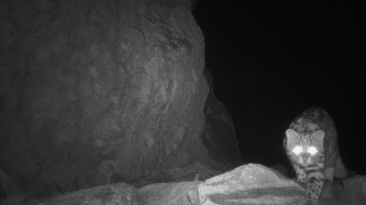 A leopard cat captured on a camera trap in Pangi Valley, Chamba. Image courtesy of Wildlife Wing- Himachal Pradesh Forest Department and the Nature Conservation Foundation