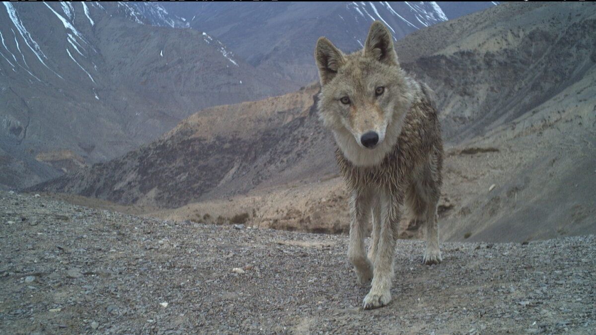 A Himalayan wolf captured by a camera trap showed the presence of meso-carnivores across the Trans-Himalayan landscape. Image courtesy of Wildlife Wing- Himachal Pradesh Forest Department and the Nature Conservation Foundation