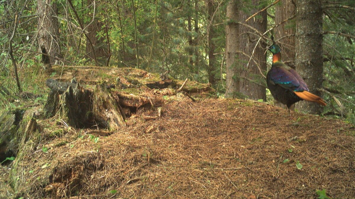 A Himalayan monal captured on a camera trap. Image courtesy of Wildlife Wing- Himachal Pradesh Forest Department and the Nature Conservation Foundation
