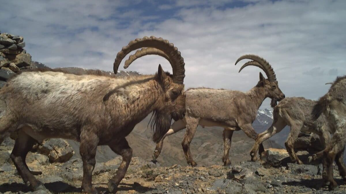 A herd of Himalayan ibex caught on camera trap. Researchers used detections of other mammals from the snow leopard survey to map the distribution of key prey species such as the blue sheep and Himalayan ibex. Image courtesy of Wildlife Wing- Himachal Pradesh Forest Department and the Nature Conservation Foundation