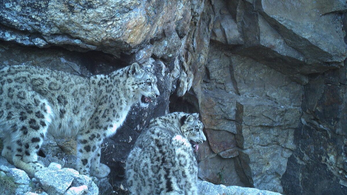 Two snow leopards cubs captured on a camera trap during the state-wide population assessment in Himachal Pradesh. Image courtesy of Wildlife Wing- Himachal Pradesh Forest Department and the Nature Conservation Foundation