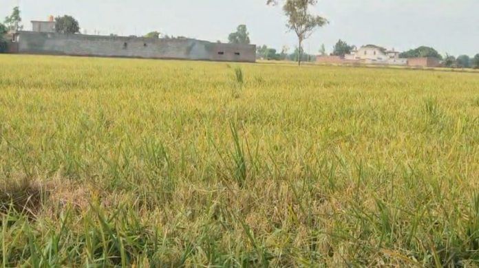 Punjab farmers