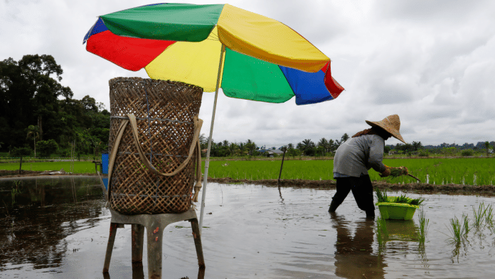 A farmer plants rice seedlings in a paddy field in a village in Siburan district, Sarawak, Malaysia. Rice is responsible for about 10% of global methane emissions due to the way it’s grown. | Samsul Said | Bloomberg