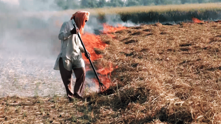 UP, MP emerge as new stubble burning hotspots, beating usual suspects Punjab & Haryana. Here’s why