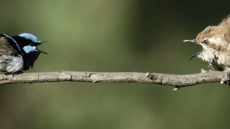 All birds use the same sound to warn against threats. It changes our understanding of language