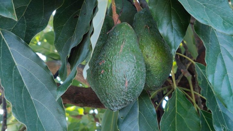 Get ready for India’s first big fat creamy avocado crop in December. No longer ‘foreign’