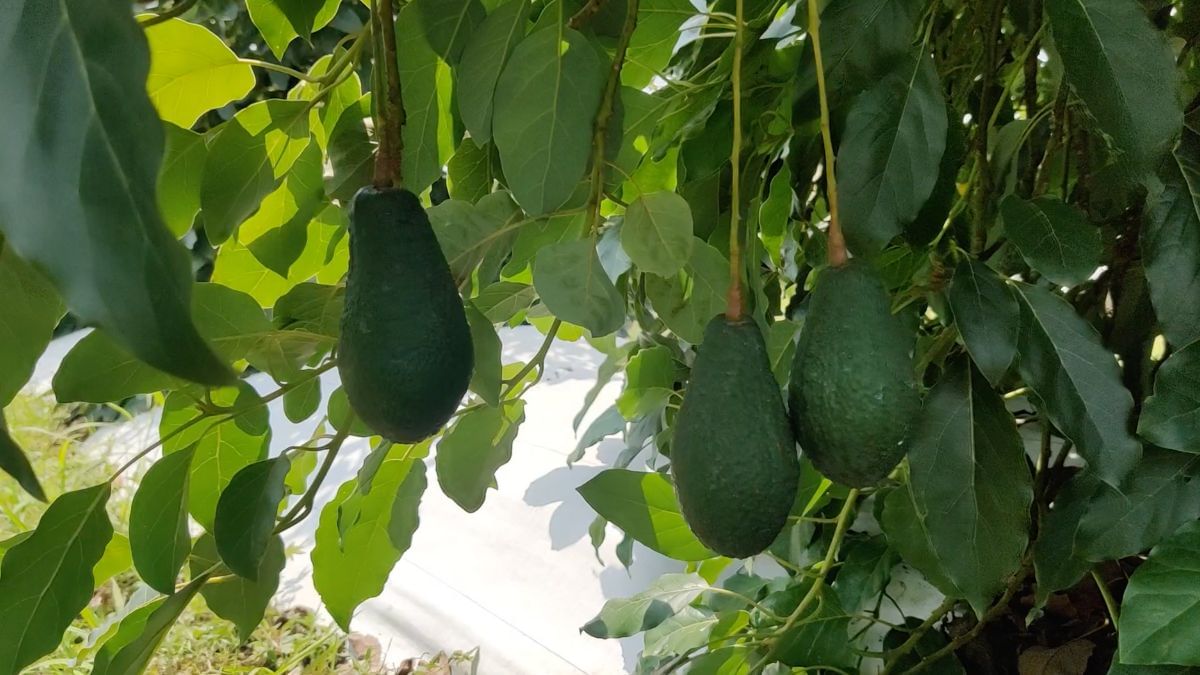 Pinkerton avocados at Godha’s farm. | Triya Gulati | ThePrint