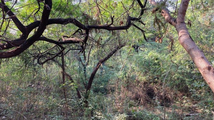 The Central Ridge off Sardar Patel Marg is overrun with shrubs and invasive species | Special arrangement