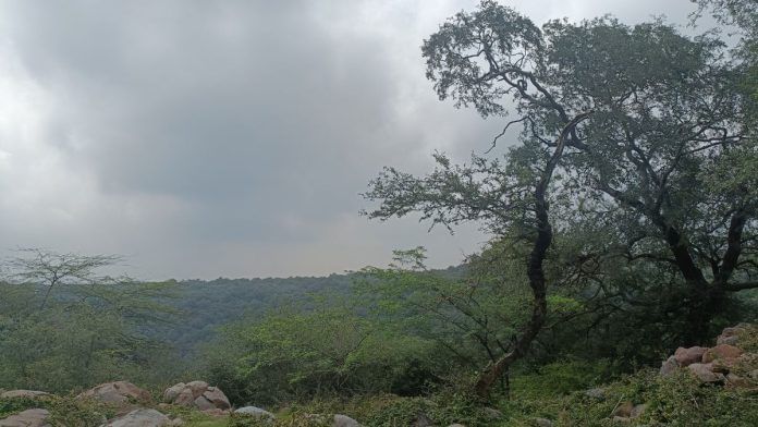 Mangar Bani, in Southern Ridge, serves as a template for how the Delhi Ridge could be restored. It is populated by the hardy 'dhau' trees.' | Akanksha Mishra | ThePrint