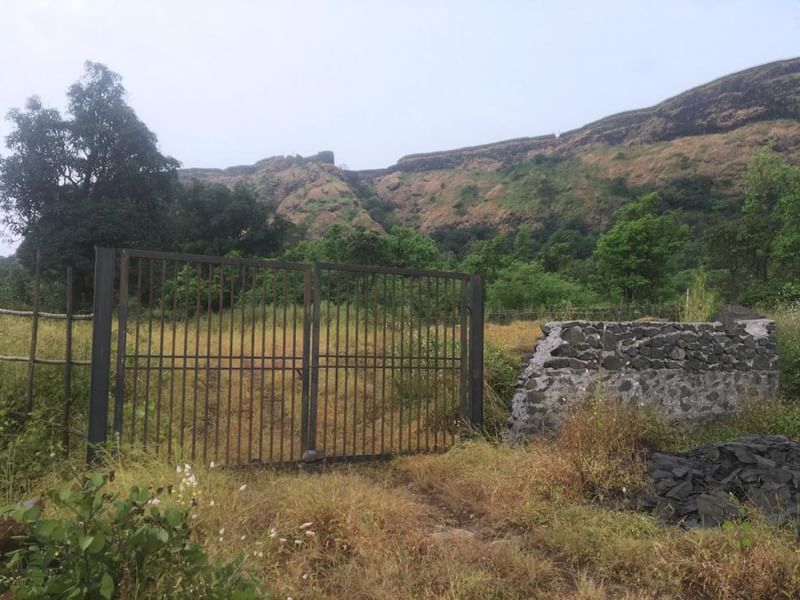 खरपतवारों ने एक अधूरी ज़मीन को ढक लिया है | फोटो: अमृतांश अरोड़ा/दिप्रिंट