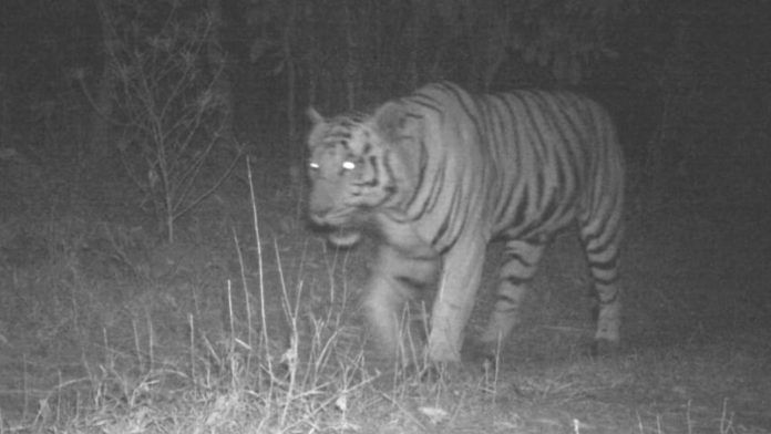 Tiger spotted in Mahisagar district, Gujarat, in February 2025 | ANI