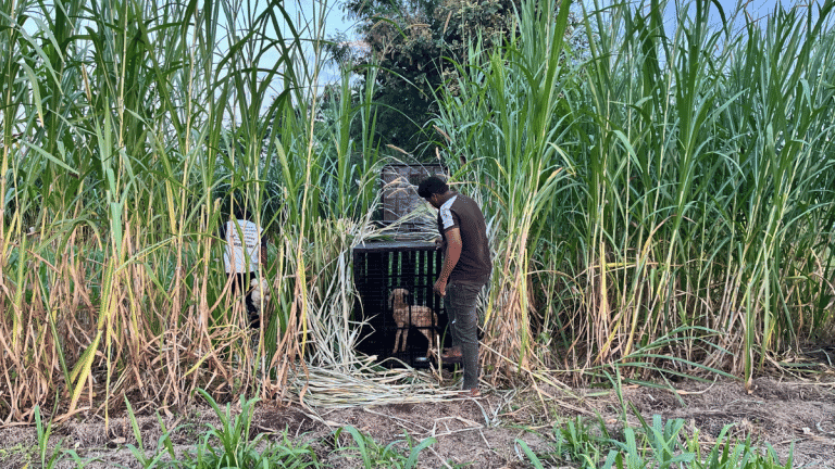 In Maharashtra’s sugarcane belt, spurt of leopard killings has villagers living with terror, loss & anger