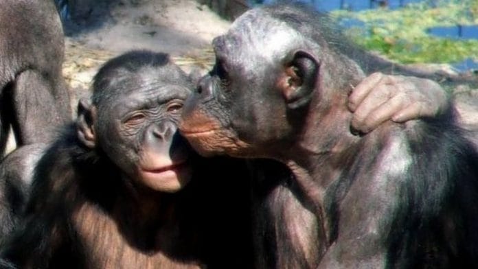Kissing bonobos