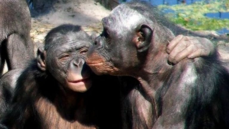Did humans invent kissing? New study says ‘evolutionary puzzle’ goes back 21 million yrs