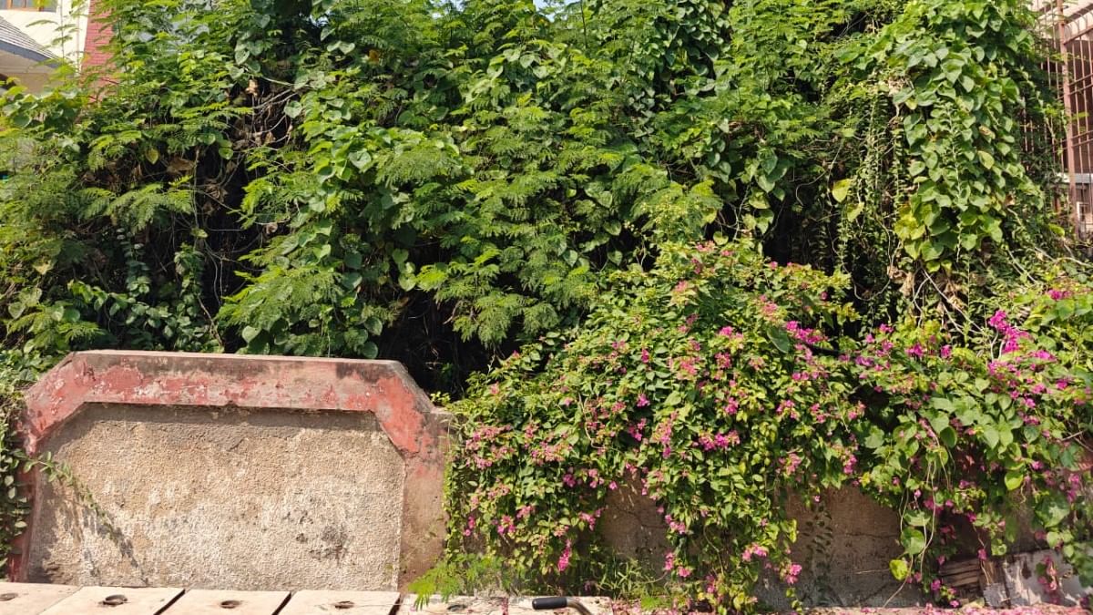 Growth has taken over house no. D-5 in Noida Sector 31, at the centre of the Nithari killings | Mayank Kumar/ThePrint
