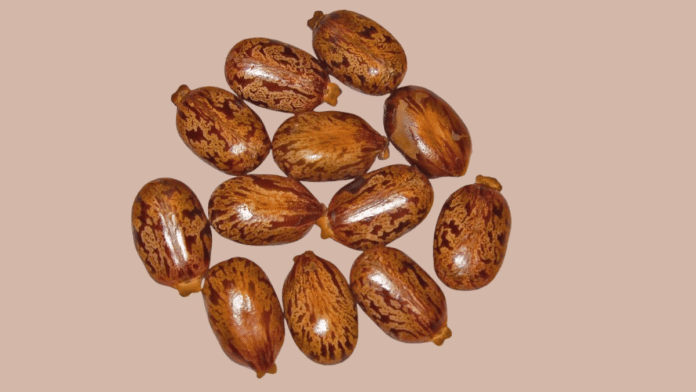 Ricin is a deadly byproduct derived from castor beans | Commons