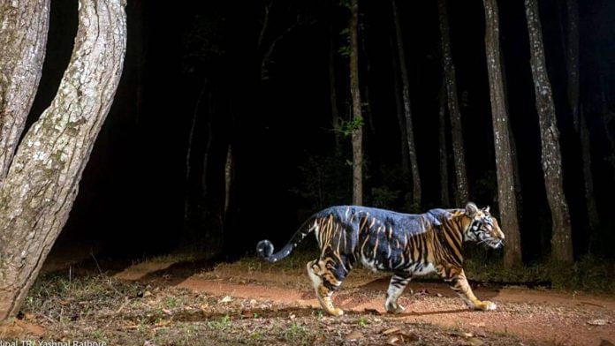 A tiger in its habitat | Photo: ANI
