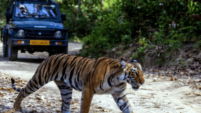SC has said that tiger safari should not be permitted in the core or critical tiger habitat area | Pic credit: corbettgov.org