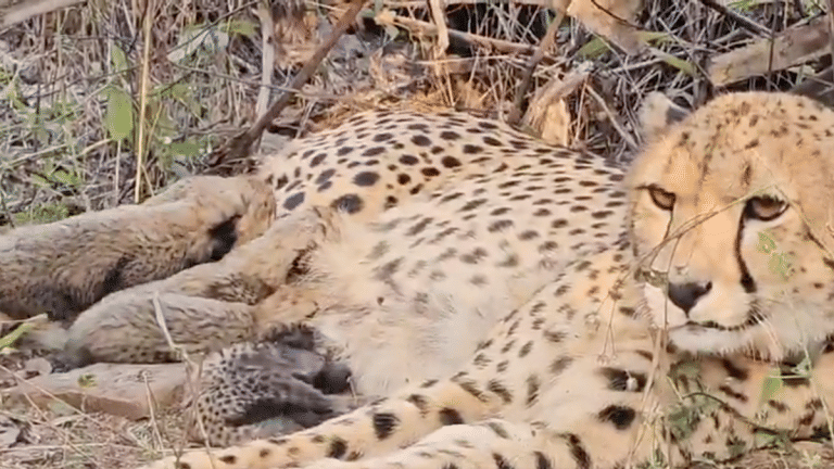 Mukhi was first India-born first-gen cheetah; her litter of five becomes 2nd