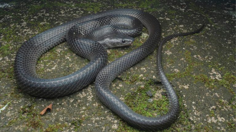 Great Andaman dweller, named after Steve Irwin—researchers discover a new species of wolf snake