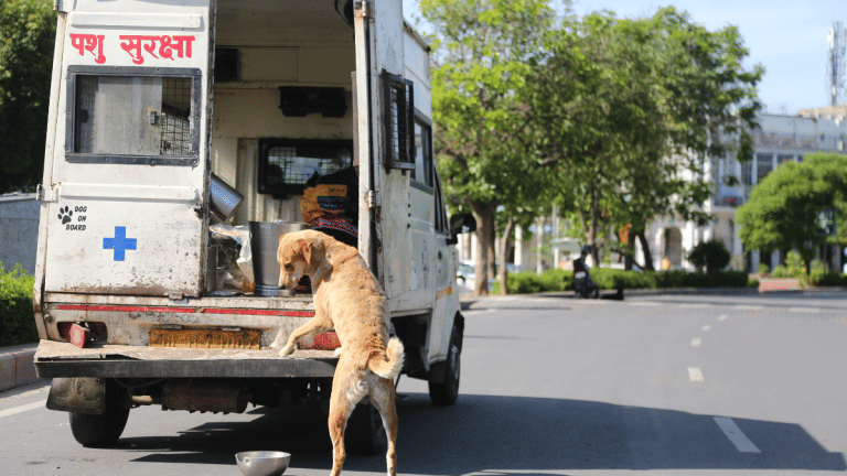 SC order on stray dogs is like Tughlaq’s march to Daulatabad—grand in tone, empty in substance