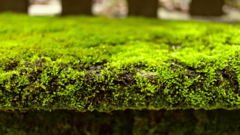 Moss can survive space, and AI can alter poll results