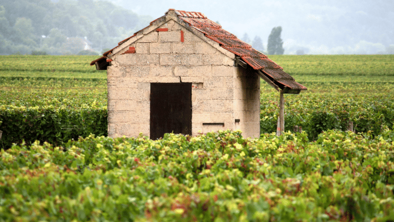 Wine demand dips, France plans to spend $150 million uprooting vines