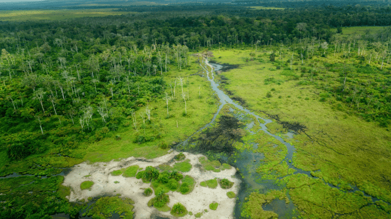 The world has a decade to save the biggest tropical carbon sink