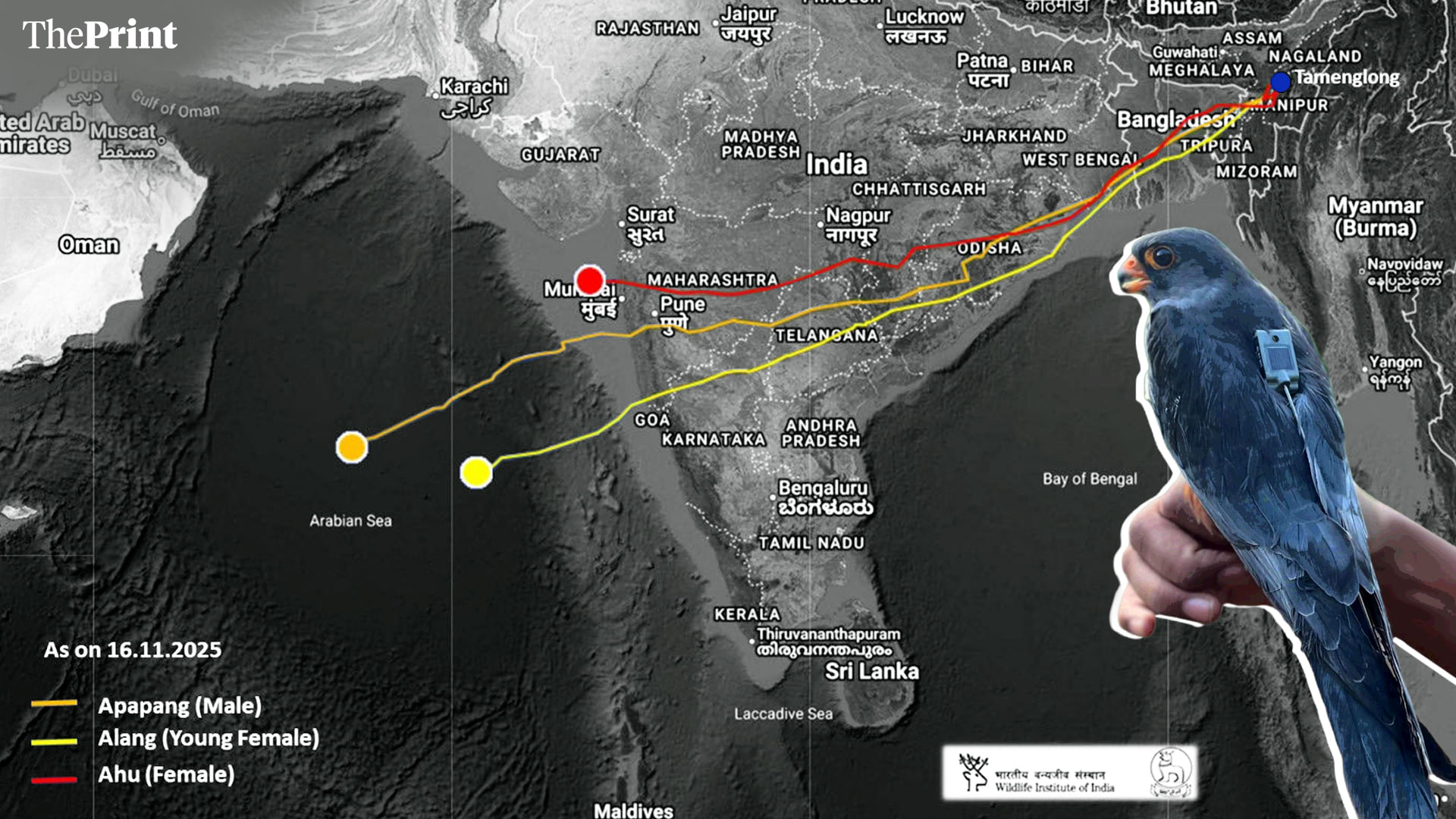 5,000 km in 5 days—satellite-tagged in Manipur, 3 Amur Falcons reach Somalia in ‘breathtaking migration’