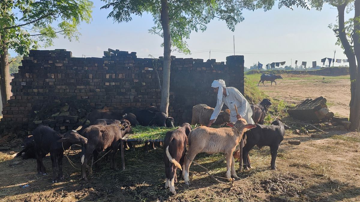 People tried to save their cattle to protect their livelihood | Soumya Pillai, ThePrint