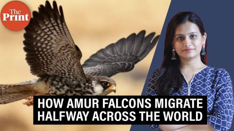 Siberia to South Africa with Manipur stopover: How Amur falcons migrate across the world every year