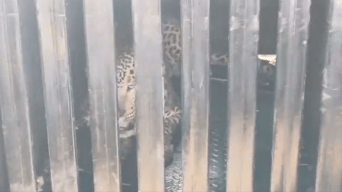 A male leopard has been captured in a cage set up by the Forest Department in Pimperkhed village of Pune | Screen grab from video| X/@ANI