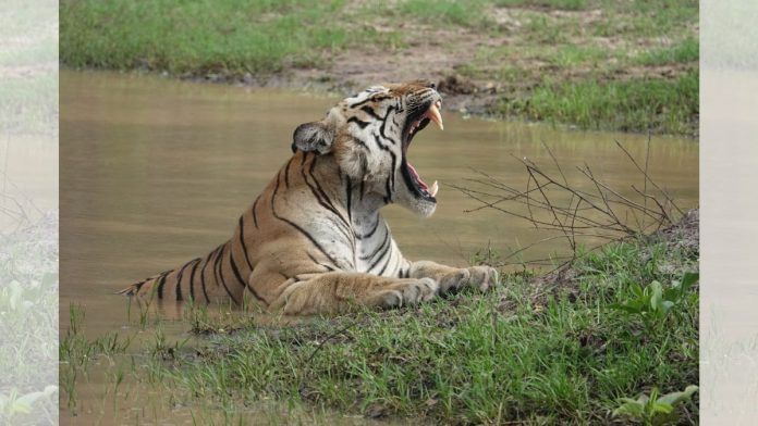 Representational image | A tiger in the Bandipur Reserve | bandipurtr.in