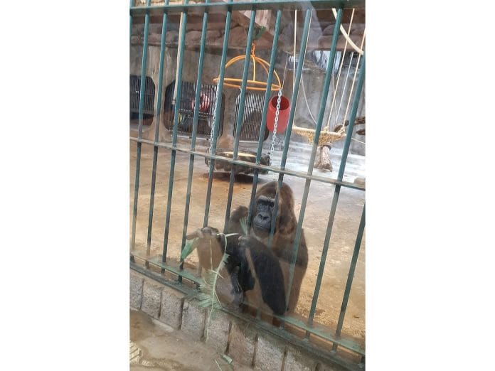 World Animal Protection Calls for Enhanced Institutionalized Protection of Animals