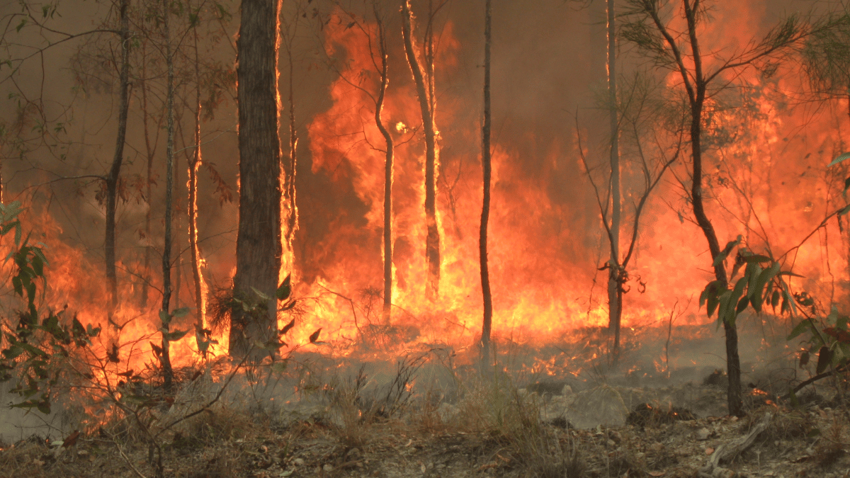 Australia activates disaster relief after more than 60 wildfires hit New South Wales